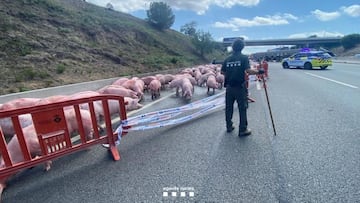 Un camión lleno de cerdos vuelca en la AP-7 y los animales toman la carretera