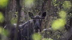 Científicos analizan la mayor paradoja en Chernóbil y coinciden: “Está mucho mejor que antes del accidente”