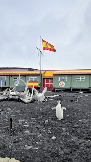 Miguel Ángel Peláez, veterinario del Ejército en la Antártida: “Los pingüinos tienen un estoicismo tremendo”
