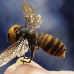 El mejor truco para ahuyentar las avispas de manera natural, sin insecticidas, y con algo que todos tenemos en casa
