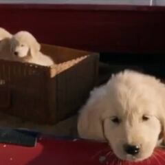 9 anuncios muy polémicos que se emitieron en la Super Bowl