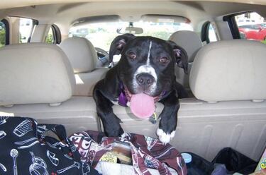 Semana Santa 2017: Consejos para viajar en coche con tu perro