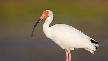 Imagen del toki o 'ibis japonés'. Foto (Pixabay)