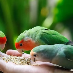 ¿Qué pasa si tengo un periquito, un agaporni o un loro con la nueva Ley de Bienestar Animal?