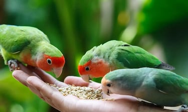Las mascotas que no puedes tener en casa con la nueva Ley de Bienestar Animal