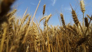 FILE PHOTO: Wheat crops grow in Wei county of Handan, Hebei province, China June 11, 2021. REUTERS/Tingshu Wang/File Photo