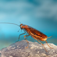 Ni cucarachas ni ratas, este es el animal que heredará la Tierra si el hombre desaparece