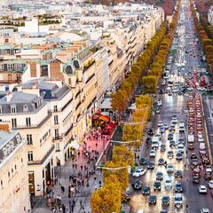 París ordena una tala masiva de sus árboles en tiempo récord por seguridad: “No son adecuados para la ciudad”