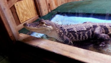 Blue 42! - La redención de Vick (Semana 8 - 2013)