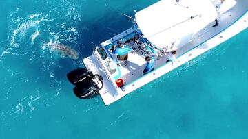 Tibur&oacute;n toro ataca barco