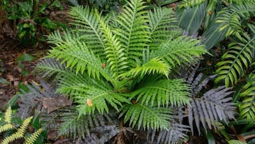 A fern unlike any other naturally accumulates rare earth minerals, offering a potential green solution for sustainable extraction.