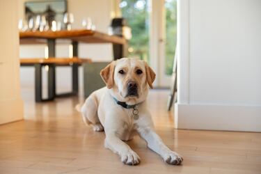 El labrador es una raza muy alegre, extraordinariamente afectuosa, con la cola en constante movimiento y que nunca para.