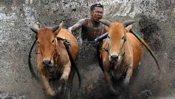 Carreras de vacas en Sumatra Occidental