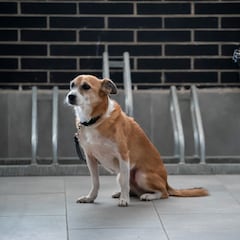 El tiempo máximo que puedes dejar sólo a un perro en casa con la nueva Ley de Bienestar Animal