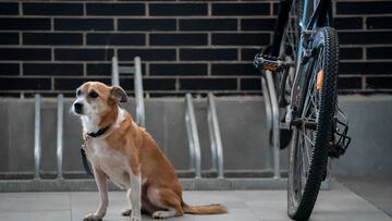 El tiempo máximo que puedes dejar sólo a un perro en casa con la nueva Ley de Bienestar Animal