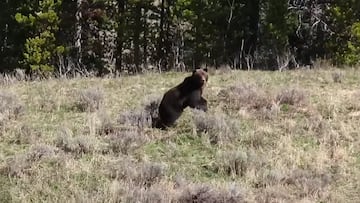 Oso Grizzly en Yellowstone