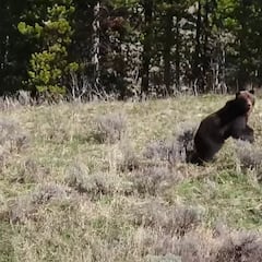 El youtuber Stan Mills graba su encuentro con un oso grizzly