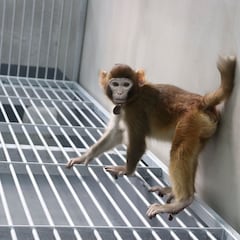 Investigadores chinos consiguen clonar un mono y acercan la posibilidad de copiar personas