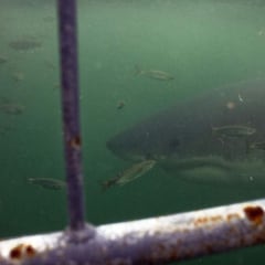 Tiburones y rayas, en peligro de extinción amenazados por la sobrepesca