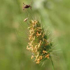 ¿Garrapatas? No gracias…