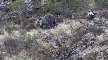 Qu¨¦ hacer si te ataca un animal salvaje en Espa?a: osos, serpientes, lobos, tiburones¡