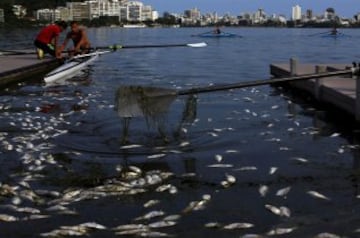 Este es el aspecto de las cercanías de la Bahía de Guanabara, donde tendrán lugar las regatas de los JJOO. Roberto Freitas, atleta brasileño que participará, tuvo que entrenar ante una laguna repleta de peces muertos.