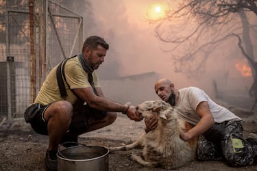 Los voluntarios dan agua a una oveja de una granja en llamas, mientras un incendio forestal arrasa la aldea de Hasia, cerca de Atenas.