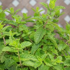 La hierba aromática empleada en perfumería que es beneficiosa para la congestión y combate el estrés