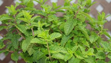 La hierba aromática empleada en perfumería que es beneficiosa para la congestión y combate el estrés