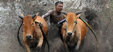 Carreras de vacas en Sumatra Occidental