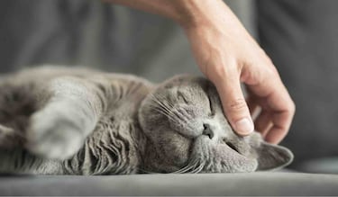 El curioso significado de las personas que siempre acarician a las gatos, según la psicología