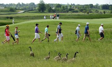 Un grupo de gansos durante el torneo de golf abierto EE.UU