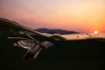 Una cr¨ªa de tortuga golfina se adentra al mar tras nacer en la isla de Timor. Se estima que una de 1000 tortugas llegan a la edad adulta que desde el momento en el que nacen se enfrentan a multitud de peligros, desde depredadores naturales hasta actividades humanas.