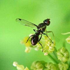 Los insectos pierden su capacidad voladora por el viento, tal cómo ya dijo Darwin