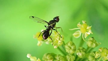 Los insectos pierden su capacidad voladora por el viento, tal c¨®mo ya dijo Darwin