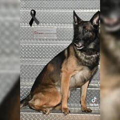 Así despidió la Sedena a Proteo, perro rescatista que falleció en Turquía