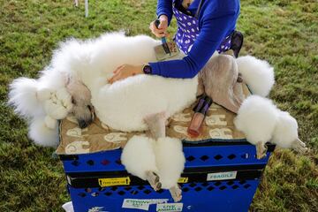 Daniel, un  Poodle, siendo preparado para el concurso.