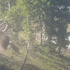 Una mamá grizzly da el susto de su vida a dos senderistas