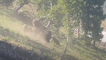 Mamá osa grizzly con 3 cachorros