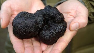 Se halla en el sur de Chile, le llaman ‘oro’ negro’ y se exporta a mercados de lujo de Europa y Asia: este es el precio por kilo