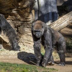 Varios gorilas de un zoo de EEUU se contagian de coronavirus