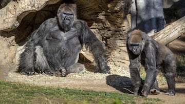 San Diego (United States), 10/01/2021.- A handout photo made available by the San Diego Zoo Safari Park shows gorillas at the zhoo in San Diego, USA, 10 January 2021 (issued 11 January 2021). Members of the gorilla troop at the San Diego Zoo Safari Park h