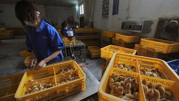 Workers vaccinate chicks with the H9 bird flu vaccine at a farm in Changfeng county, Anhui province, April 14, 2013.  