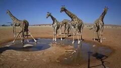 Cebras, guepardos, jirafas… La charca de Namibia con cámara ‘oculta’ que triunfa en redes