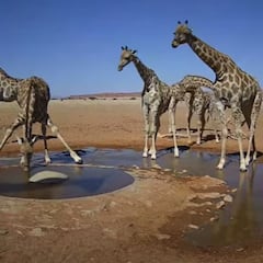 Cebras, guepardos, jirafas… La charca de Namibia con cámara ‘oculta’ que triunfa en redes