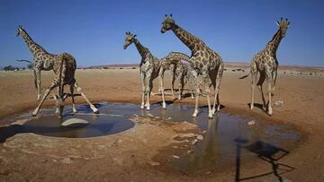 Cebras, guepardos, jirafas¡ La charca de Namibia con c¨¢mara ¡®oculta¡¯ que triunfa en redes
