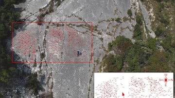 Descubren por accidente evidencias de una estampida de tortugas marinas hace millones de años