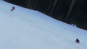 Un oso persigue a un chico que practica snowblade en Predeal ski resort (en Rumanía) por una pista de esquí nevada con el bosque al fondo.