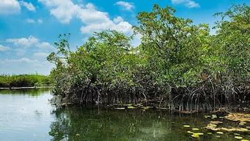 manglar yucatan