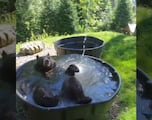 El vídeo del oso que se refresca en un estanque de agua en Nuevo León tras ola de calor que ya es viral